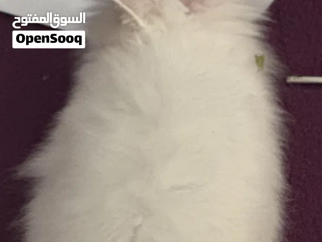 ارنب تيدي بير عمر ثلاث شهور
