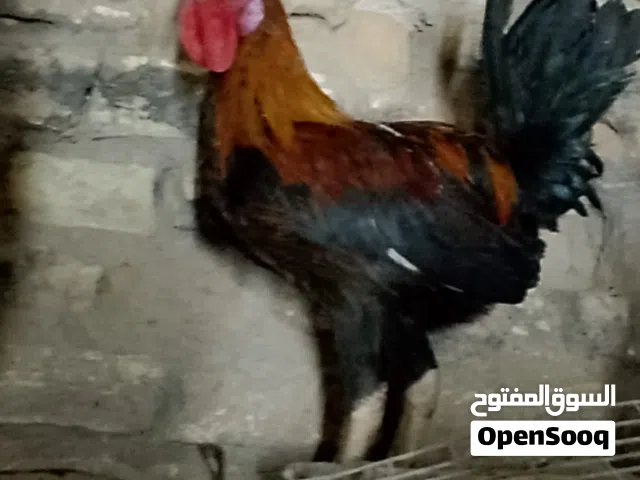 متاح ديج شمسي مخلف