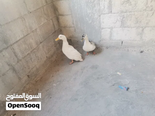 متوفر  بي حمد الله جوز بط فرنسي العمر سنتين