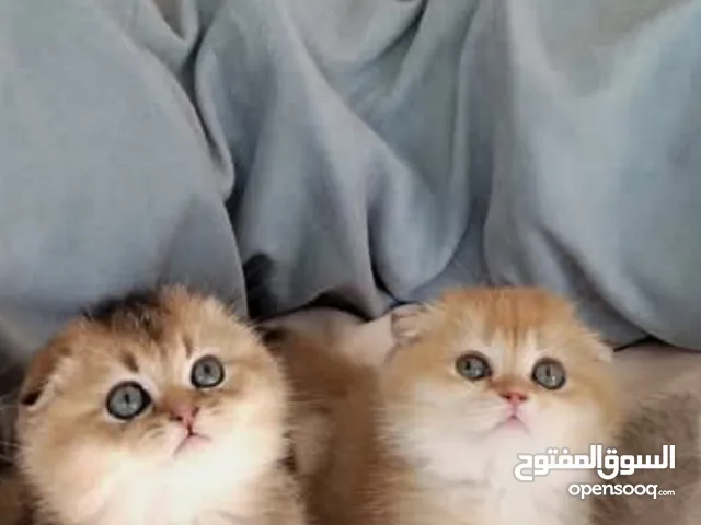 مطلوب قطه للتبني