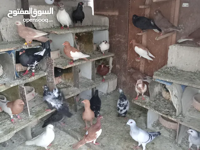 طير حمام للبيع في عوجان حي الملك طلال للبيع للاستفسار