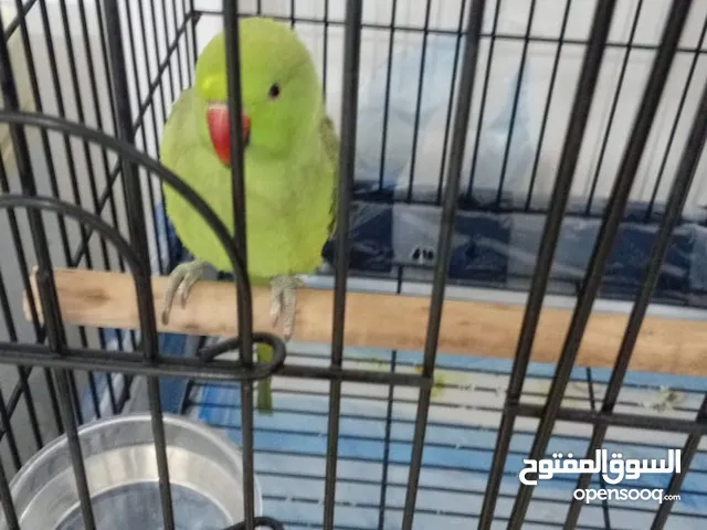 Female indian ring neck parrot 1year old