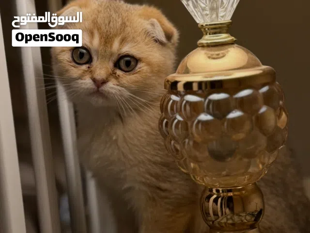 سكوتش فولد أنثى