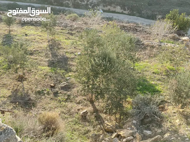 Mixed Use Land for Sale in Jenin Nablus St.