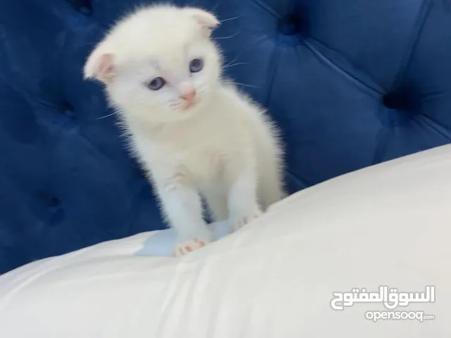 كيتن انثى سكوتش فولد للبيع