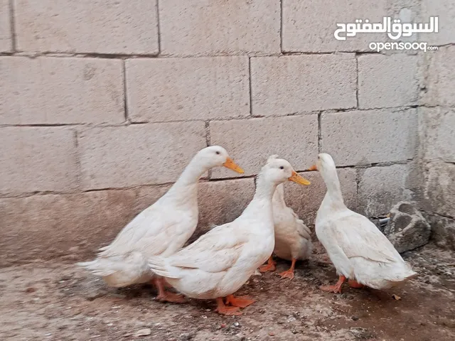 بط انثاتين وذكرين للبيع الرصيفه