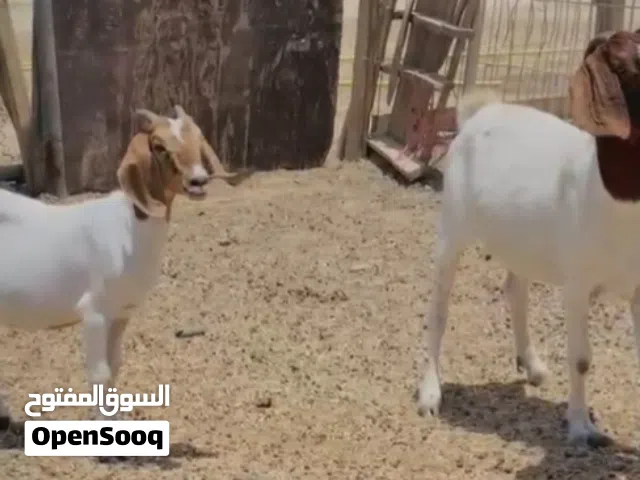 للبيع ماعز