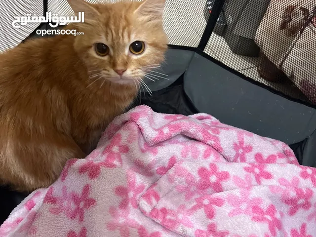 قطة أليفة وحنونة للتبني كانت على الطريق ضائعة وبدو صدرها علاج بسيط لأنها مرضعة وما لقيت اولادها ، بح