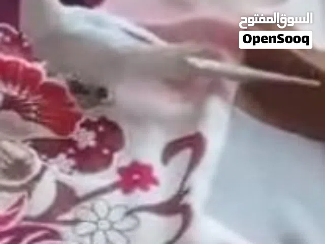 لعشاق. الأليف بادجي لعبه