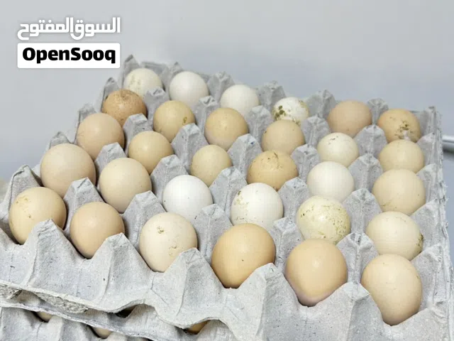 بيض فرنسي مخصب