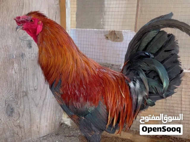 ديج عرب اصلي