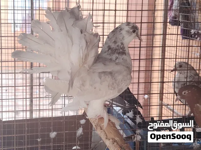 حمام شمسي ذكر