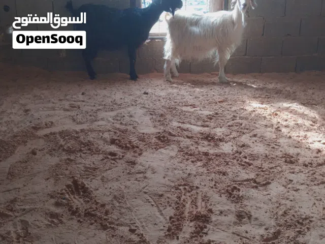 زوز معزه عشار قريب يولدون..