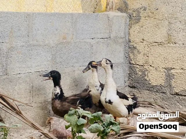 بط للبيع في اقرب وقت بسعر مناسب جداً  اقرأ لوصف لمعرفه المزيد