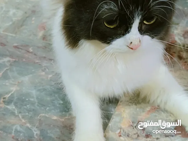 قطط للبيع جميلة وملقحة