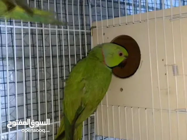 دره افريقي للبيع عمر شهرين