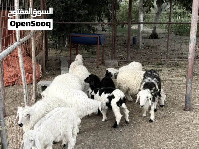 للبيع كباشه محليات