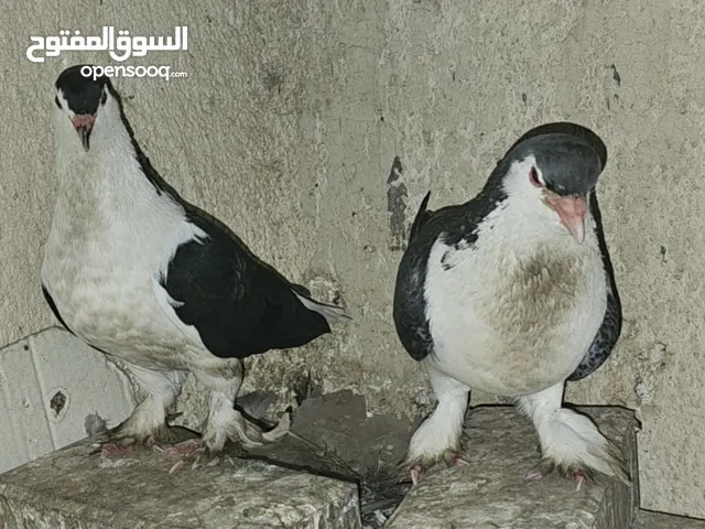 طيور بطاريق للبيع اقرا الوصف