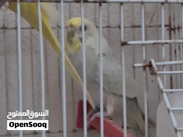 انتى بقلينو رينبو حاجه ربي بارك ماشاء الله