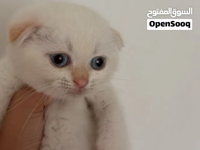 Rare Triple Scottish Fold Kitten