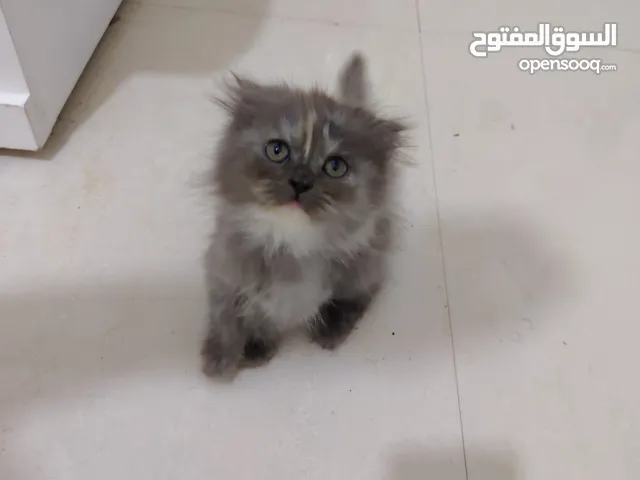 أنثى سكوتش فولد لعمر 45 يوم