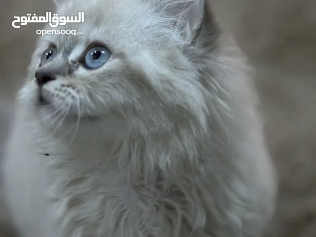 همالايا بلو بوينت