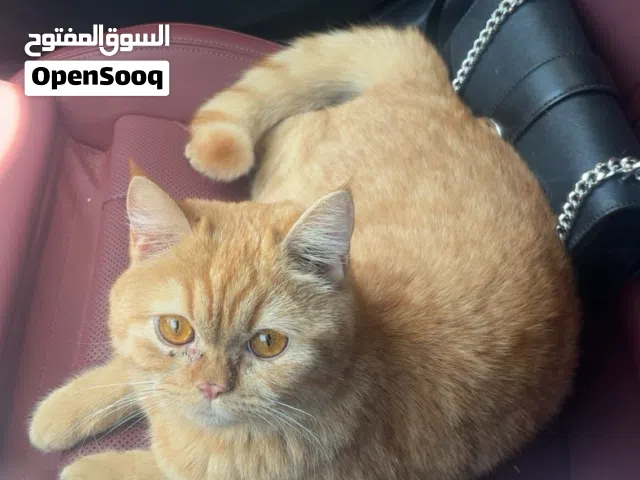 Healthy Female cat for breeding
