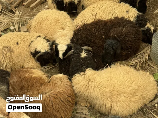 سلام عليكم خرفان سمان حلوات مالت ضحيه تخليهن يمي من تشتري وني خادم كلمن