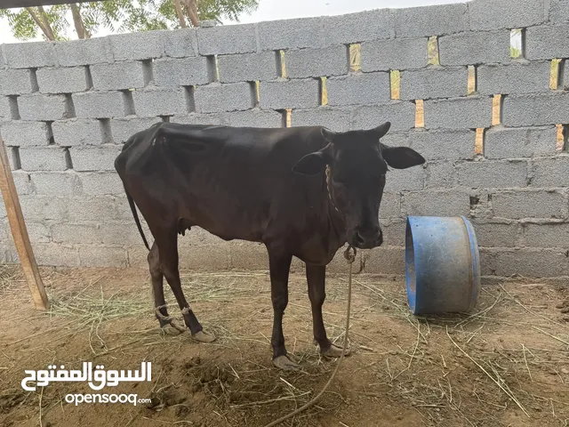 بقرة تهجين أسباني محلي