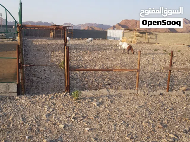 ارض زراعية للايجار الشهري 150 ريال