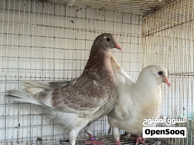 تاكسن لاحم مكاو