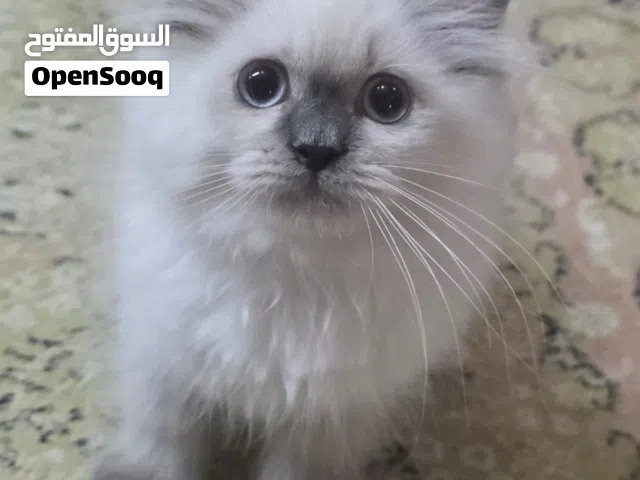 Kittens for adoption -قطط صغيرة للتبني