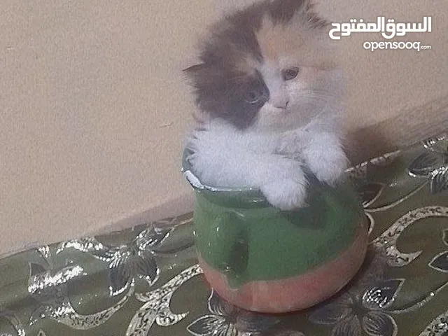 تويوتا قطط صغار لبيع تجنن قطط صغار تويوتا قطط لبيع قطط من ابو بيرشن ام هملايا قطط باندا