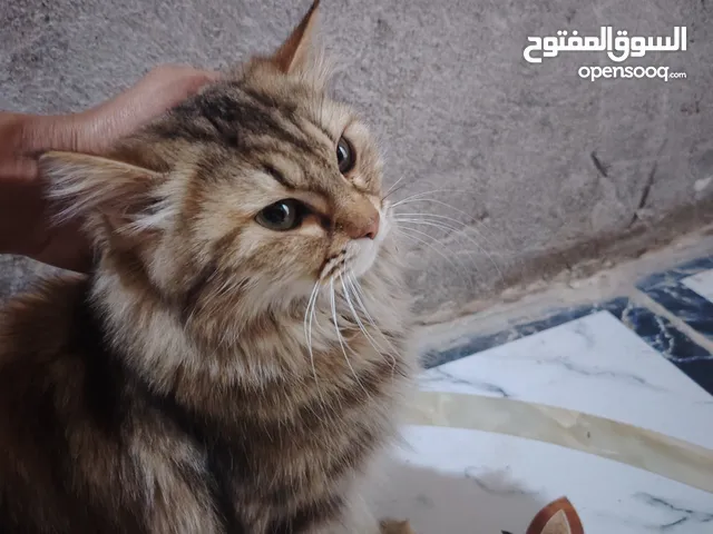 قط انثى هملايا للبيع نظيفه ومتعلمه