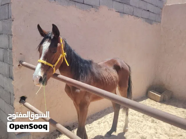 فلو 3/4 للبيع