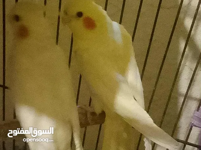 طيوو كوكتيل بسعر مناسب