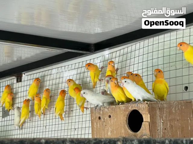 مجموعة طيور للبيع  روز الاورنج  ازواج محلية بصحة وعافية والكل الطيور منتجة وحجم ممتاز الحمدلله