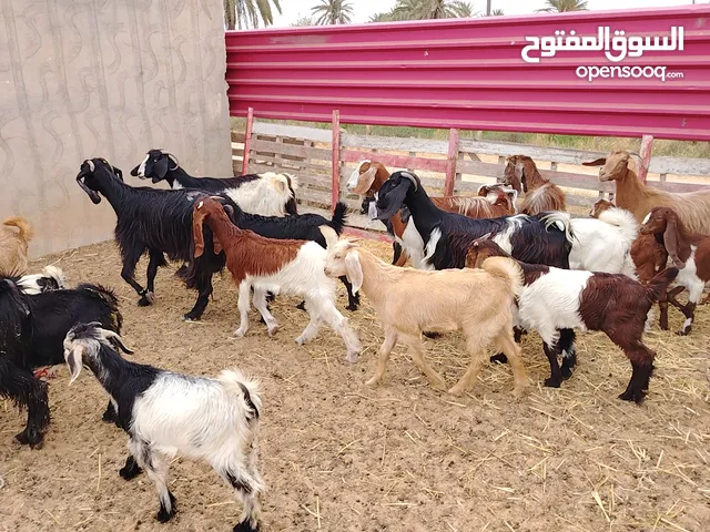 9 معزات ربي يبارك فيهم 5 توميات و4 فراديات تحتهم و8 جديان ذكور و6 اعنايق راويات الله يبارك سنهم بي