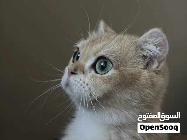انثى برتش مكس فولد حامل للبيع بسعر مميز لنوعها عمرها سنة ومطعمه