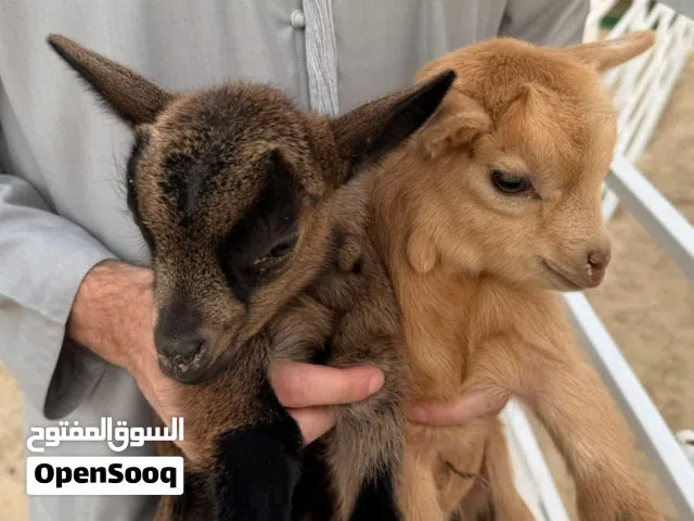 ماعز قزم امريكي للبيع