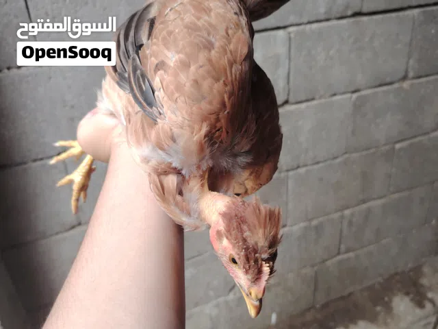 2 دجاجات و ديج واحد
