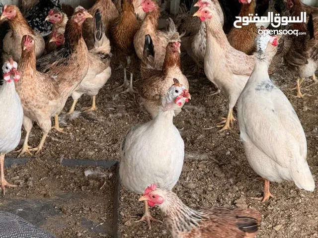 مطلوب دجاج عربي
