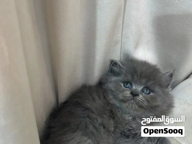 قطط للبيع سكوتش ستريت