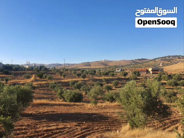 Mixed Use Land for Sale in Mafraq Nadira