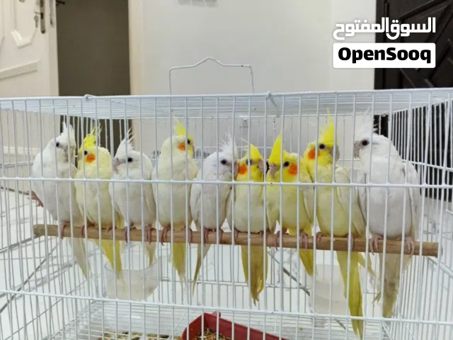 طيور كروان اليفه مناسبة للأطفال عرض مع كل طير قفص مجاني