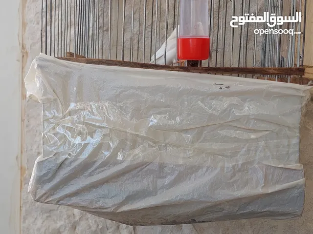 عصافير جنه للبيع مع قفص خشبي وعش خشبي ومشرب ومعلف العصافير على وجه بيض