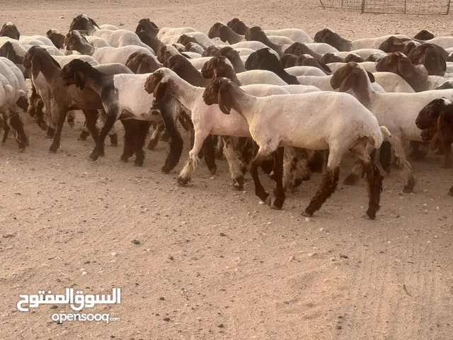 للبيع جذعات النعيم