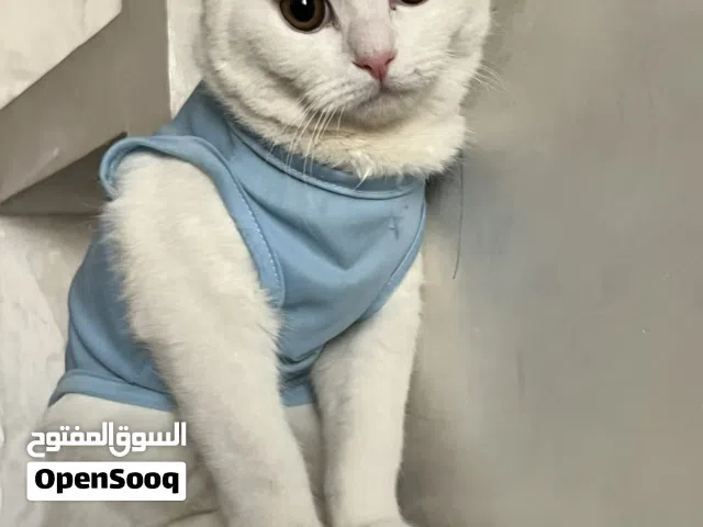 كيتنز عمر 6 شهور للتبني مجاناً