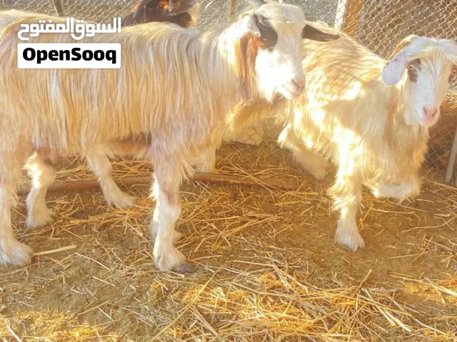 اريد اعرض الهوش للبيع