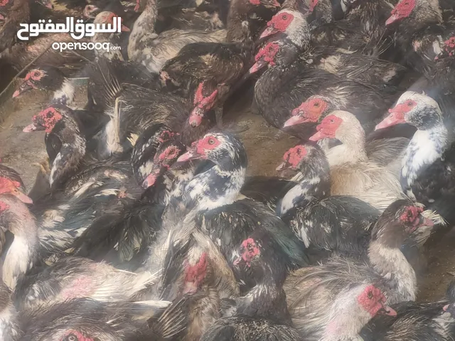 ذكور بط مسكوفي سوبر جامبو شحم وطعم علف اراسكو